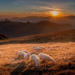 Quel est le rôle du pasteur selon la bible ?